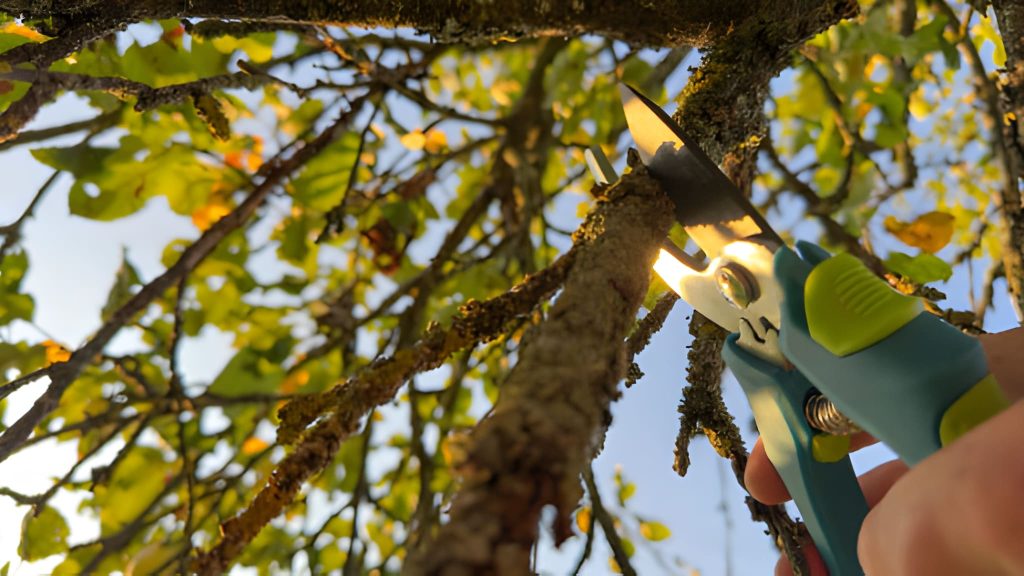 Tree trimming in Fayetteville AR with pruning shears removing moss-covered branches during seasonal maintenance