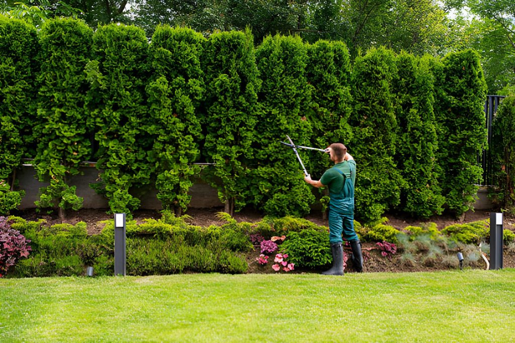Landscape technician shaping tall hedges in manicured garden—Treasure Coast tree services and landscapes