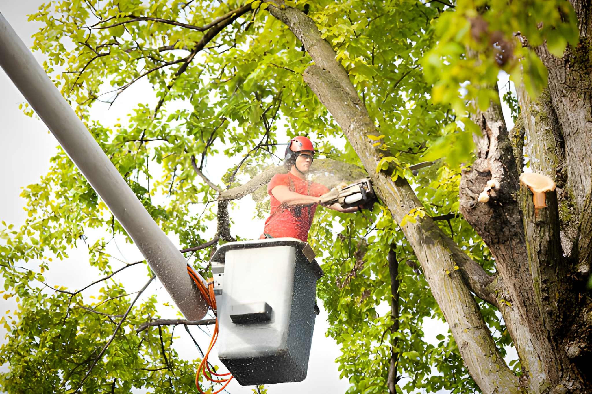 Tree trimming professional using a chainsaw in elevated bucket—Treasure Coast tree services and landscapes
