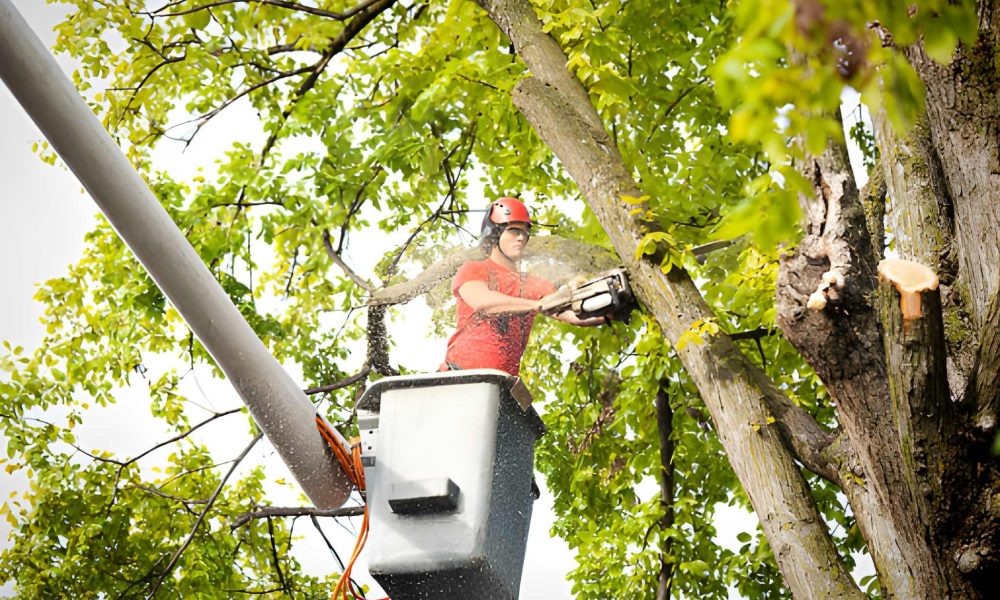 Tree trimming professional using a chainsaw in elevated bucket—Treasure Coast tree services and landscapes