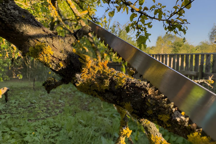 Manual tree trimming in Fayetteville AR using a hand saw to remove moss-covered branches in a residential garden